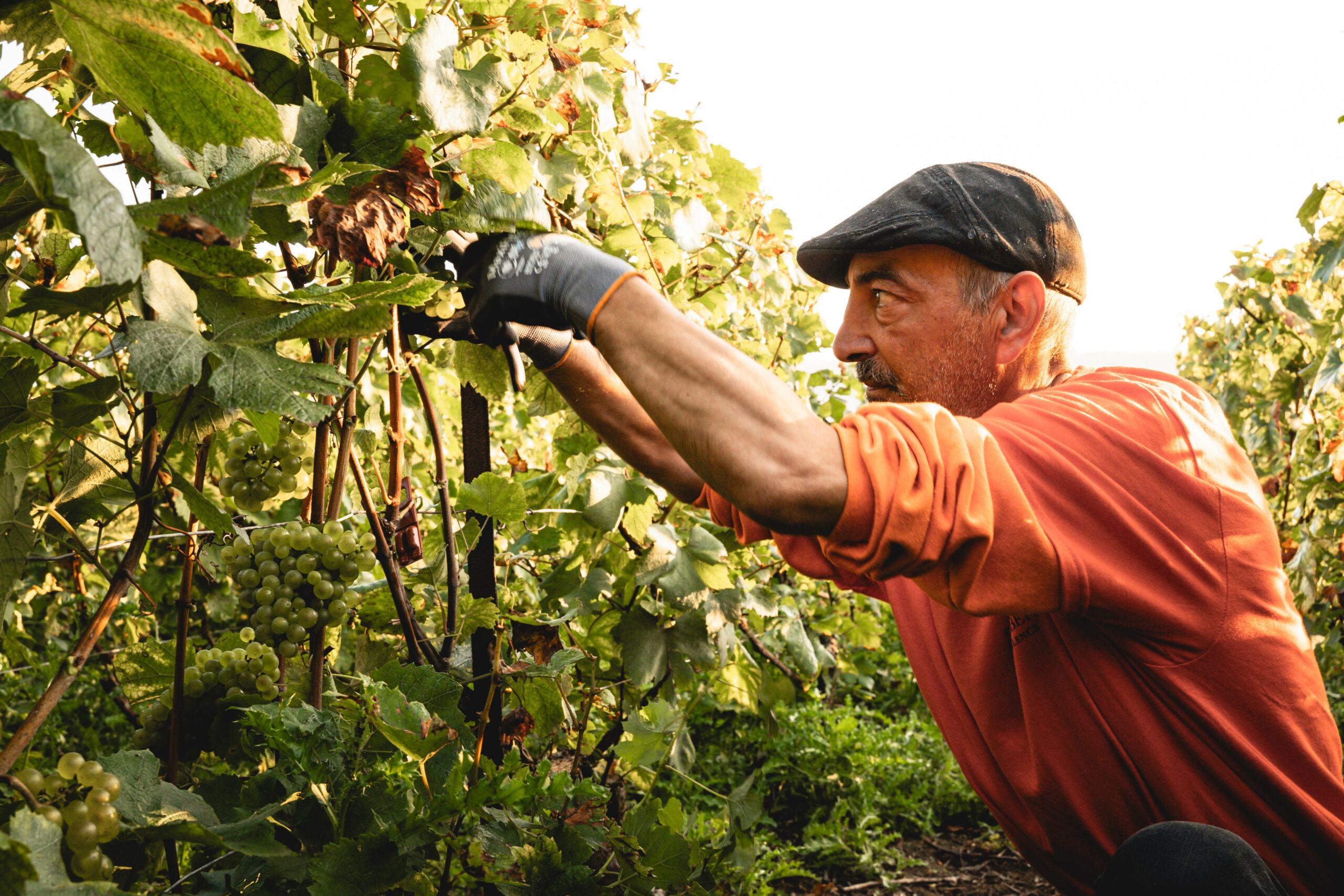 Travail de la vigne DS Robert