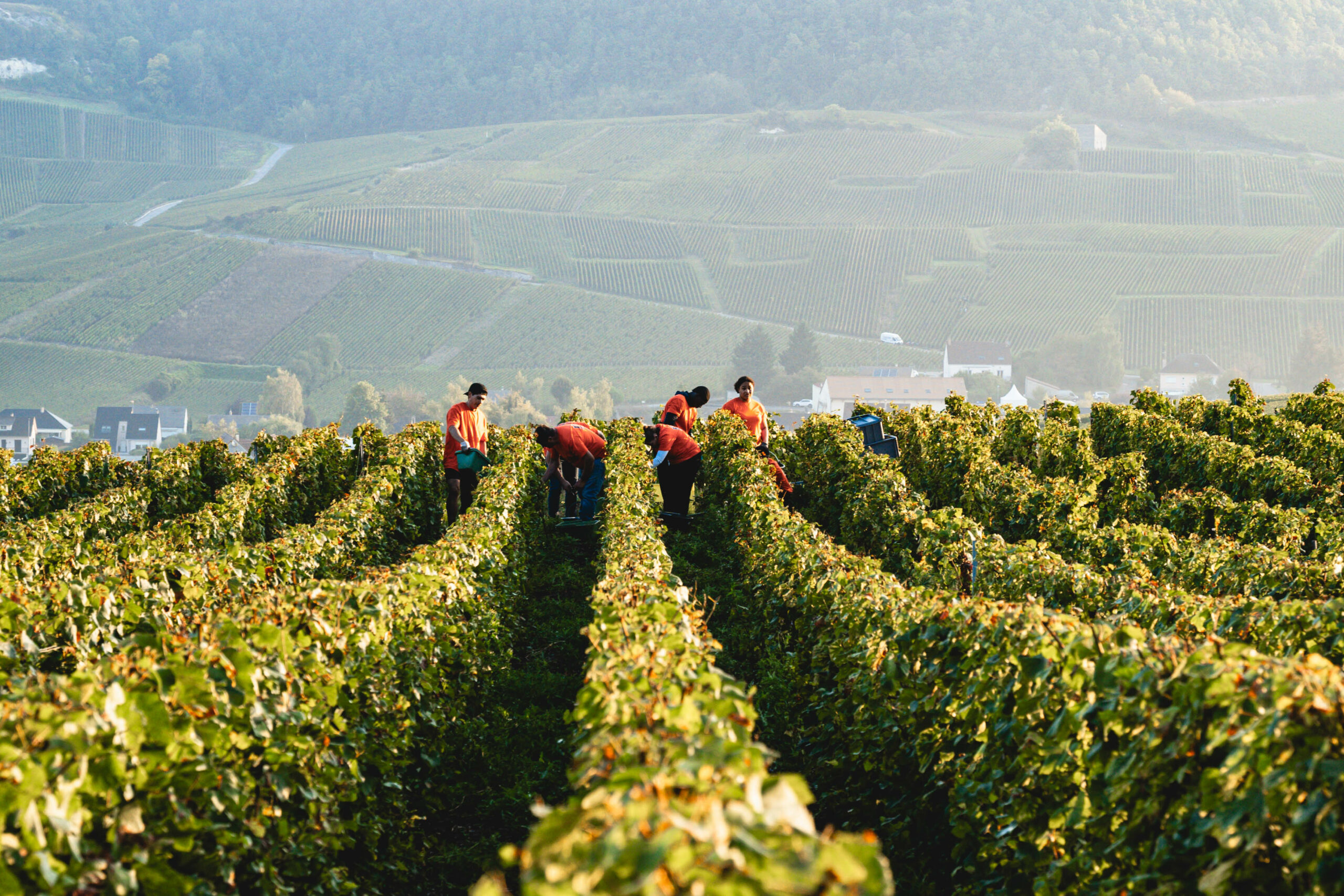 Vignes DS Robert Chouilly